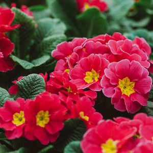 ۲۰ گل زیبای بهاری که می‌توانید در باغچه بکارید
